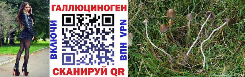 Галлюциногенные грибы Psilocybe mega сайт Отрадная